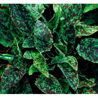 Семена: Ястребинка крапчатая (Hieracium laevigatum ) - 30 шт.